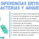 Diferencia entre arqueas y bacterias