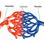 Diferencia entre arterias y arteriolas