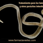 Diferencia entre Ascaris y lombrices de tierra