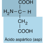 Diferencia entre aspartato y ácido aspártico