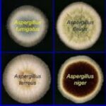 Diferencia entre Aspergillus Niger y Aspergillus flavus