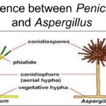 Diferencia entre Aspergillus y Penicillium