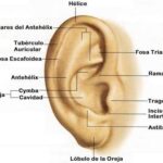 Diferencia entre aurícula y pabellón auricular