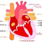 Diferencia entre aurículas y ventrículos