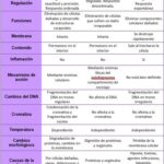 Diferencia entre autofagia y apoptosis