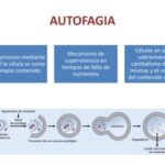 Diferencia entre autofagia y heterofagia