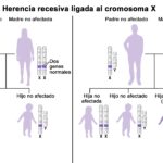 Diferencia entre autosómica y ligada al cromosoma X