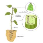 Diferencia entre auxina y citoquinina