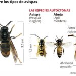 Diferencia entre avispa y avispón