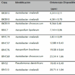 Diferencia entre Azospirillum y Azotobacter