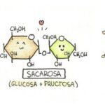 Diferencia entre azúcar y almidón