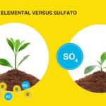 Diferencia entre azufre y sulfato