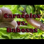 Diferencia entre babosa y caracol