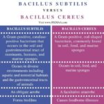 Diferencia entre Bacillus subtilis y Bacillus cereus