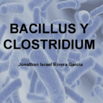 Diferencia entre Bacillus y Clostridium