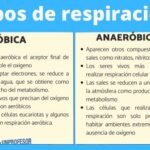 Diferencia entre bacterias aeróbicas y anaeróbicas