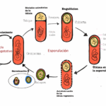 Diferencia entre bacterias formadoras de esporas y bacterias no formadoras de esporas