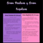 Diferencia entre bacterias grampositivas y gramnegativas