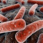 Diferencia entre bacterias nitrificantes y desnitrificantes