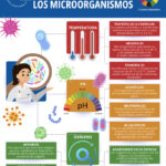 Diferencia entre bacterias termófilas y mesófilas