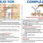 Diferencia entre BCR y TCR