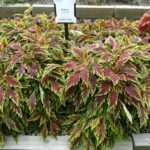 Diferencia entre begonia y coleus