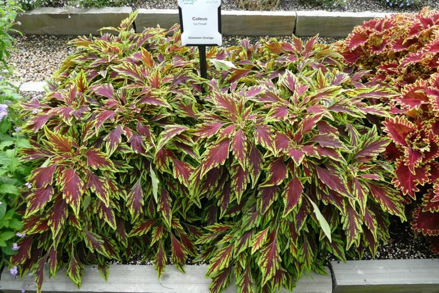 Diferencia entre begonia y coleus