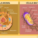 Diferencia entre célula bacteriana y célula animal