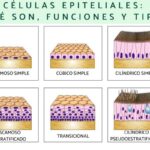 Diferencia entre célula epitelial ciliada y célula epitelial escamosa