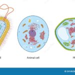 Diferencia entre célula vegetal y célula bacteriana