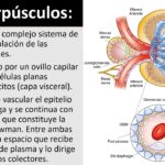 Diferencia entre célula y corpúsculo