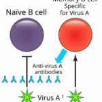 Diferencia entre células B ingenuas y de memoria