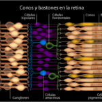 Diferencia entre células bastón y células cono