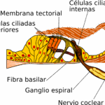 Diferencia entre células ciliadas internas y externas