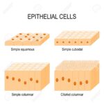 Diferencia entre células cuboidales y columnares