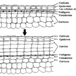 Diferencia entre células epidérmicas y células de corcho
