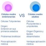 Diferencia entre células madre adultas y embrionarias