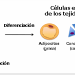 Diferencia entre células madre mesenquimales y hematopoyéticas