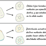 Diferencia entre células madre y células diferenciadas