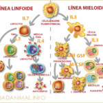 Diferencia entre células mieloides y linfoides