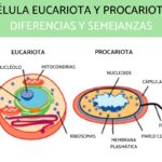 Diferencia entre células procariotas y eucariotas