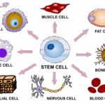 Diferencia entre células progenitoras y células madre