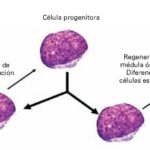 Diferencia entre células progenitoras y precursoras