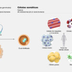 Diferencia entre células somáticas y gametos