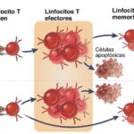 Diferencia entre células T ingenuas y efectoras
