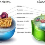 Diferencia entre células vegetales y animales
