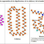 Diferencia entre celulosa y hemicelulosa
