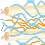 Diferencia entre celulosa y lignina