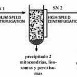 Diferencia entre centrifugación diferencial y de gradiente de densidad