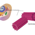 Diferencia entre centríolo y centrosoma